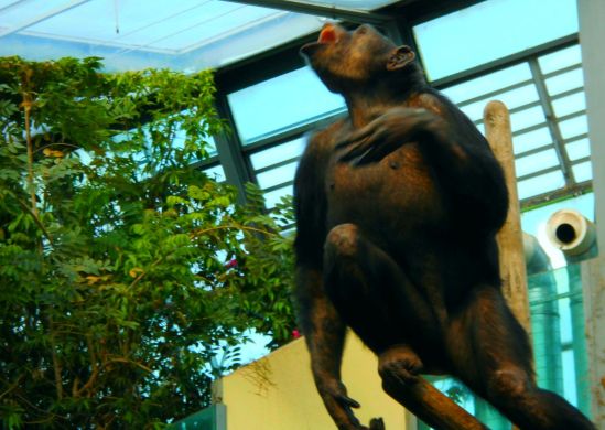 Schimpanse, Dortmund